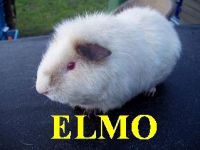 Elmo