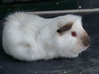 Elvis