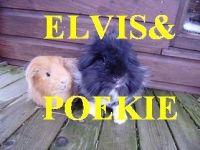 Elvis en Poekie 19 januari