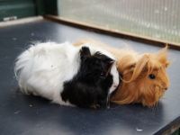 Fay & Lola