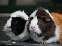 Flinkie & Flurrie
