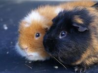 Flip en Snuf