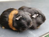 Puck en Floddertje