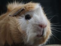 Floep