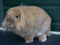 Fluffy