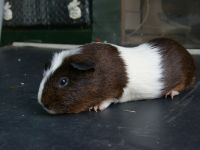 Fluffy