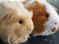 Goudje & Punkie