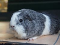 Hammie