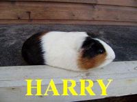 Harry 13 februari