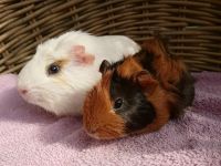 Henk & Hubby