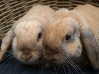 jip & janneke