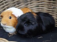 Jip & Puk