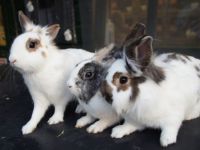 Joehoe,Gucci& en Wolbi