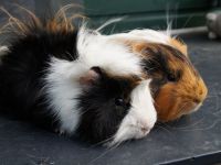 Joep en Joris
