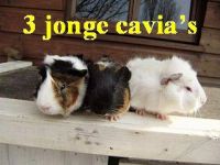 Jonge cavia's