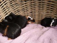 4 jongen