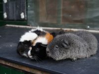 3 broertjes
