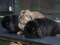 Jump en Drib en Bunny