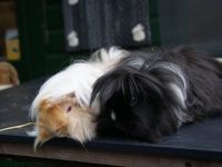 Maffie en Kiki