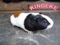 Kindeke