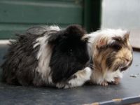 Kippie & Chico