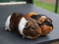 Knabbel en Babbel