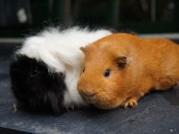 Knabbel en Pluis