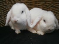 knofje & knabbel