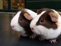 Koko & Rakker
