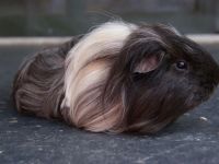 Koko