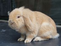 Koos