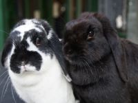 Liz en Pip