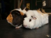 Lodewijk & Julius