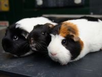 Lotte en Punkie en Bas