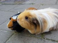 Lotti & Brigitta