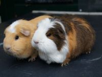 Lucie en Amber