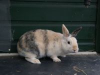 Miffy
