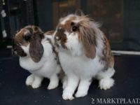 Missy en Suzzy