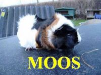 Moos