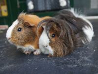 Muffin en Moppie