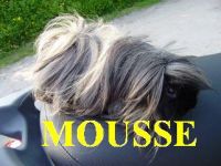 Mousse