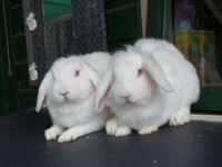 Pluis en Nijn