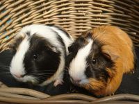 nina en pip