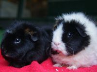 Ollie & Bollie