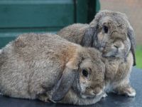 Ollie en MImi