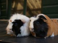 Percy & Pippin
