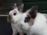 Snuffie en Tijger