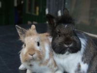 Pinkie en Winkie