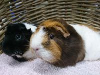 Pinky & Gingy