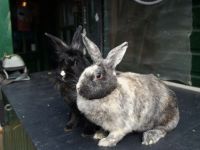 Pipi en Boef
